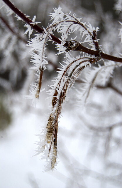 Frost