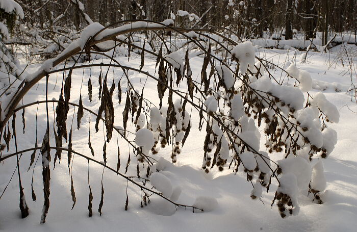 New Snow