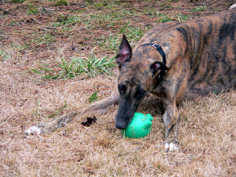 pip with ball 10 - good.jpg