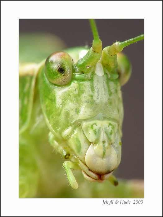 Hopper 1