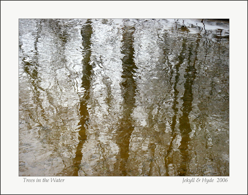Trees in the Water