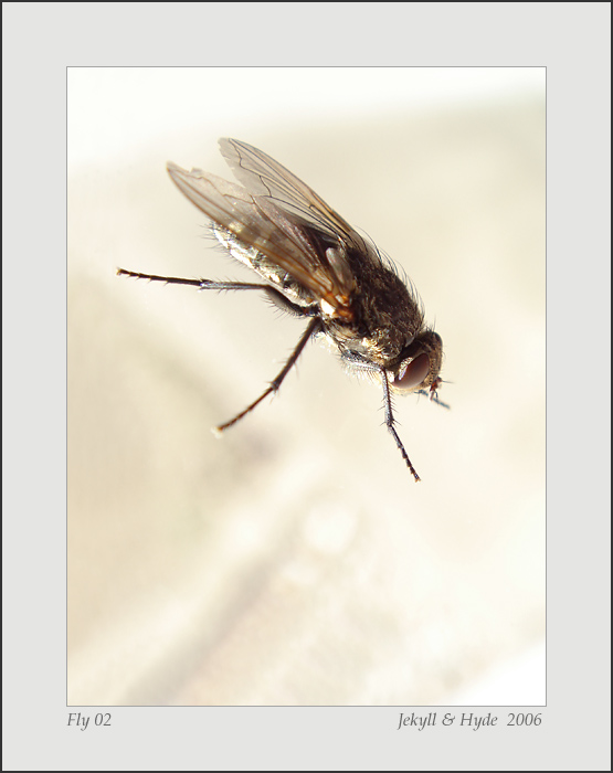 Fly 02