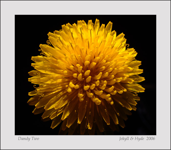 Dandy Two