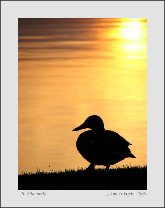 In silhouette