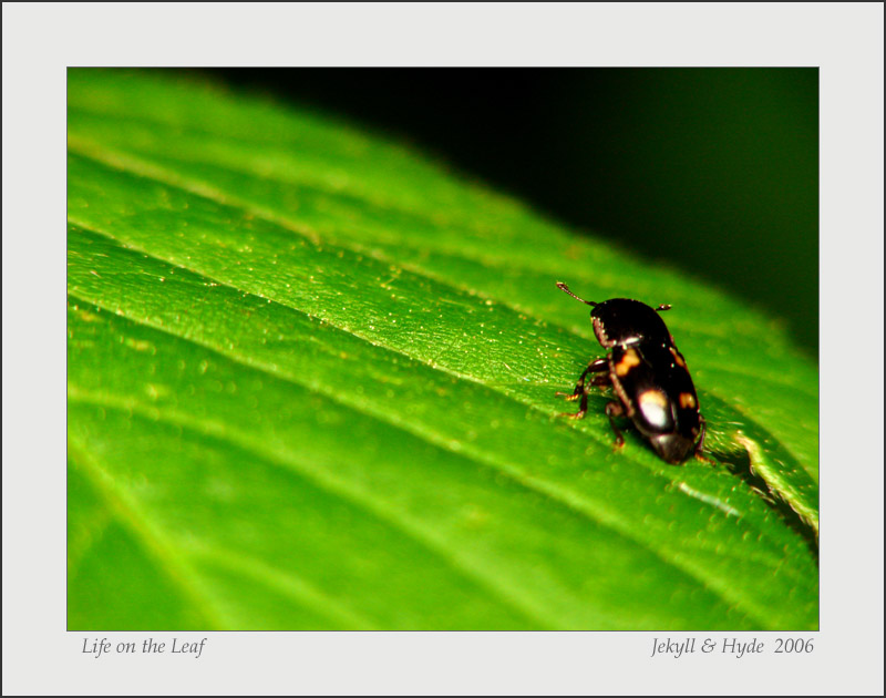 Life on the Leaf