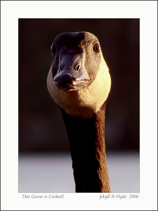 This Goose is Cooked!