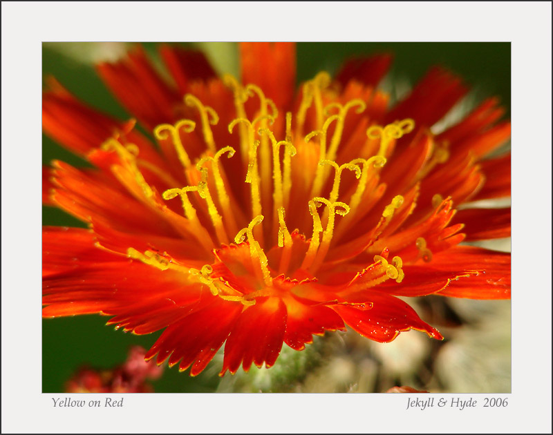 Yellow on Red