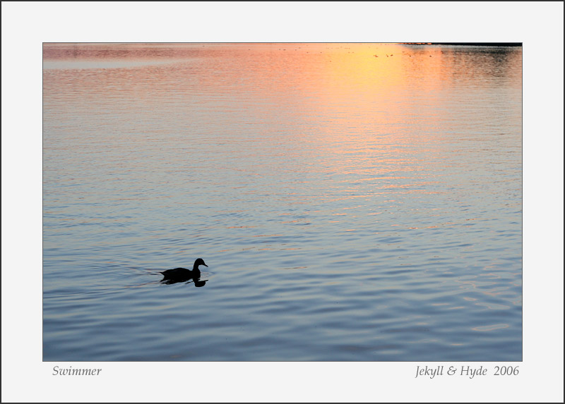 Swimmer