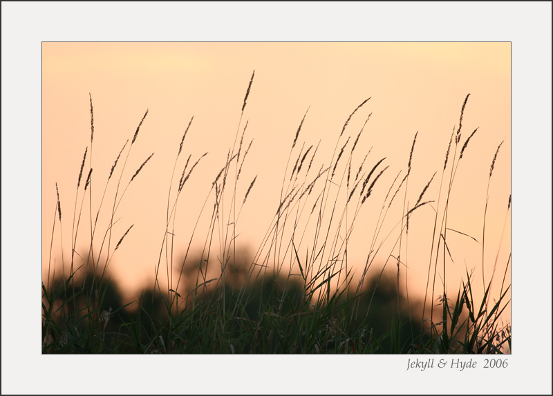 The Grassy Edge