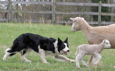 Bess backs a ewe with lamb (photo by C. Denise Wall)