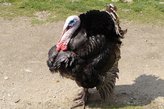 Turkey at Kruja fortress