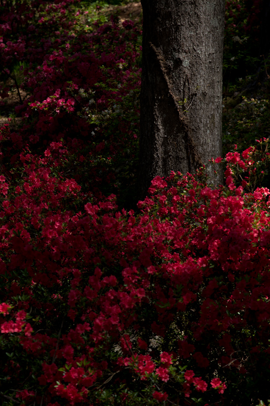IMG_9691 Callaway Gardens Landscape Workshop.jpg