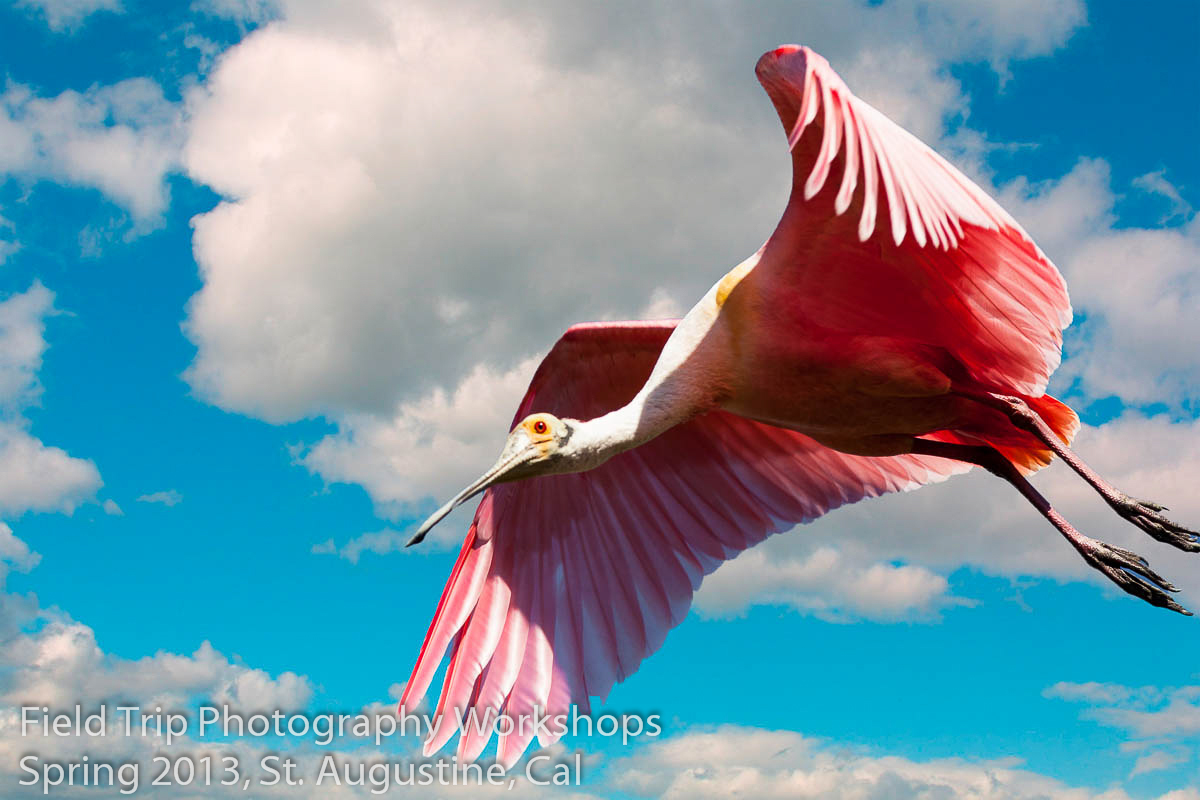 Cal Spoonbill Session I.jpg