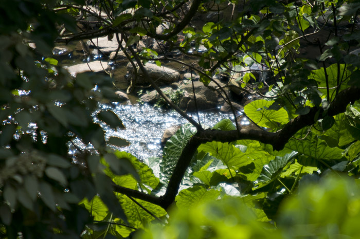 Forest between 置富花園 and 數碼港