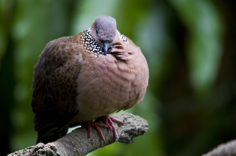 Hong Kong 香港 - 香港公園 Hong Kong Park