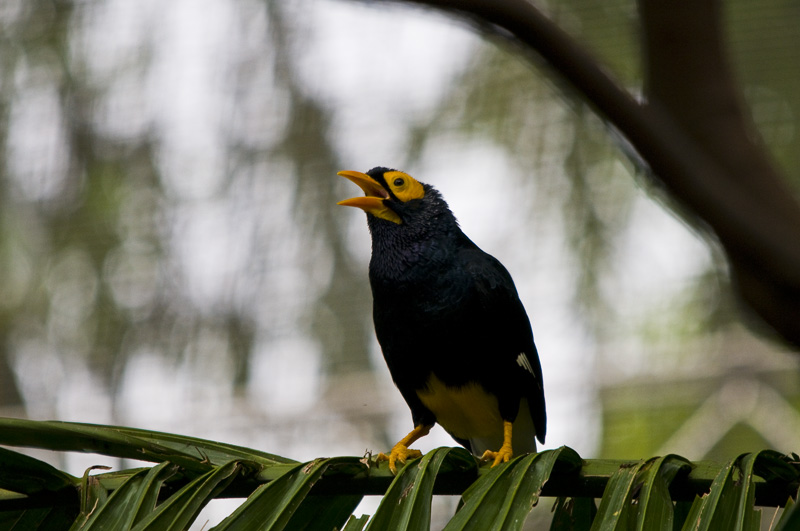 Hong Kong 香港 - 香港公園 Hong Kong Park