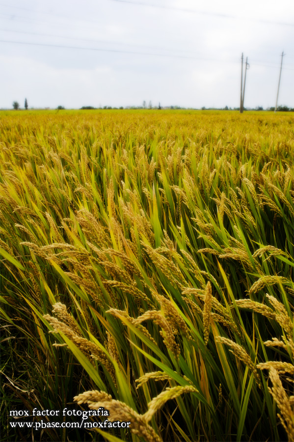 Tianmu Lake 天目湖 - harvest season