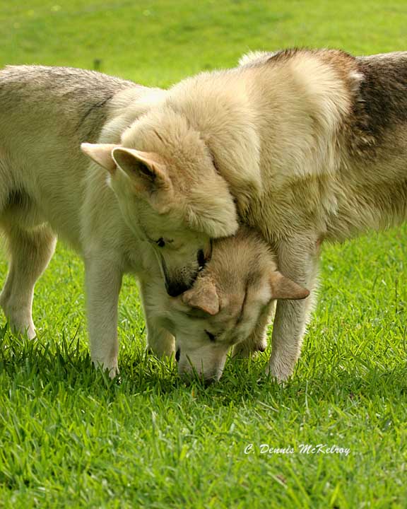 Artic Wolves - Private pair - Males