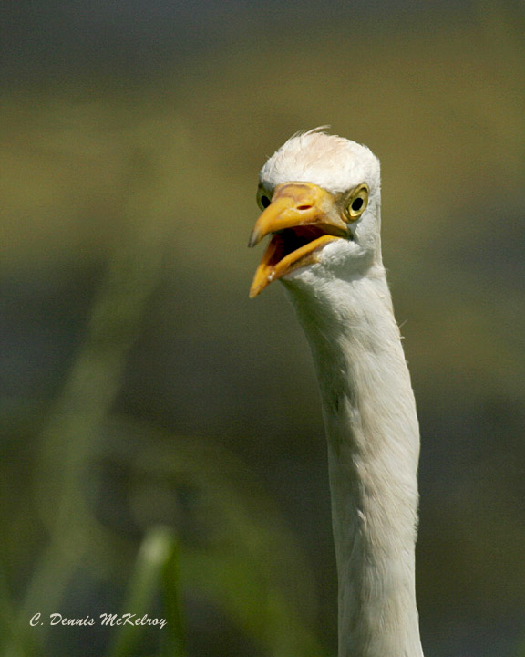 cat-egret.jpg