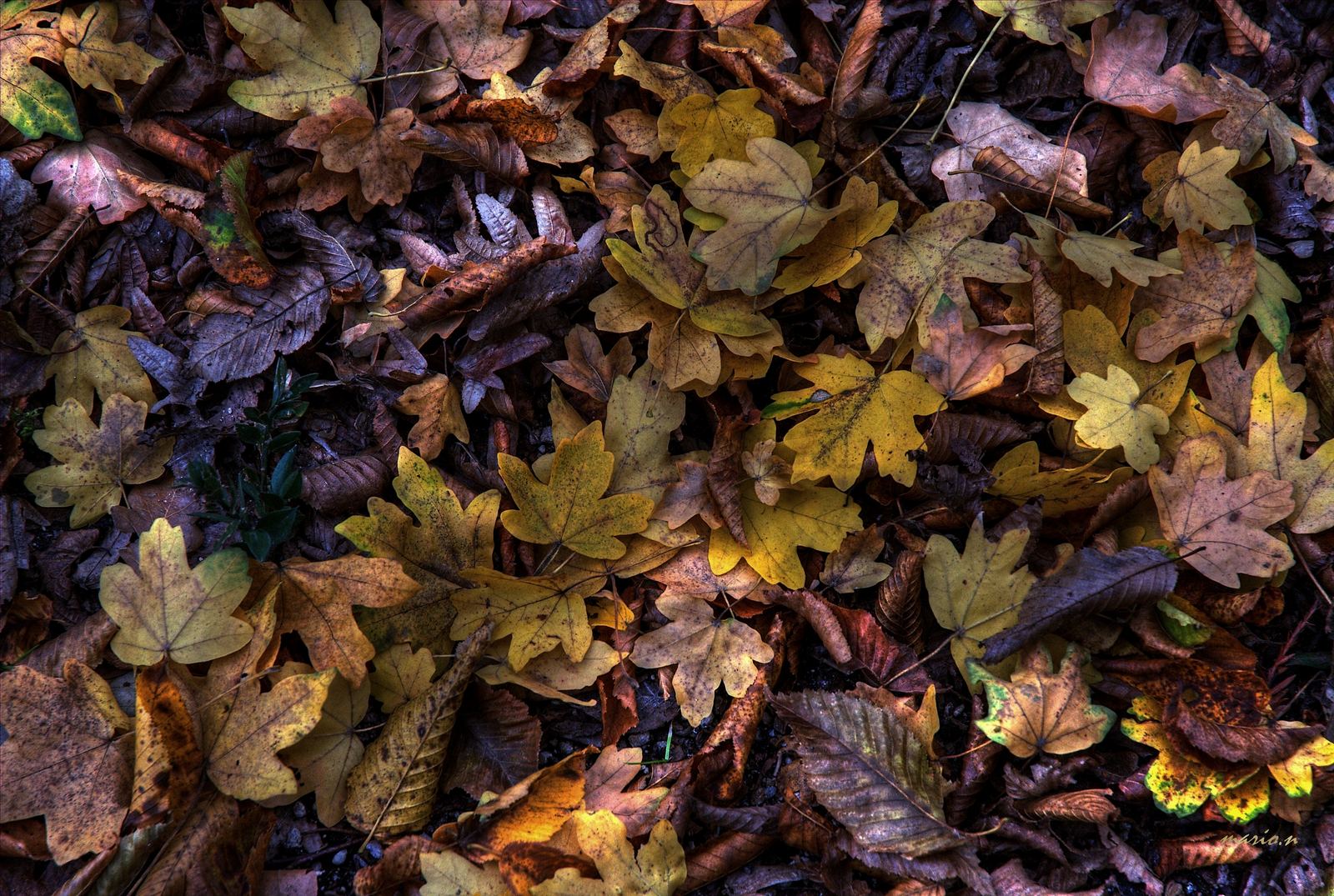 _DSF3893 