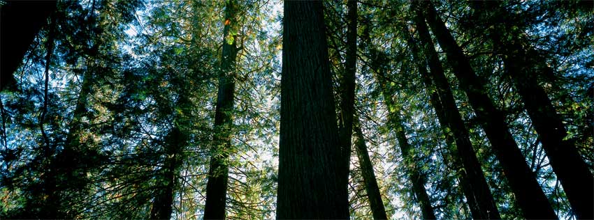 DeVoto Grove, along US12, Idaho.