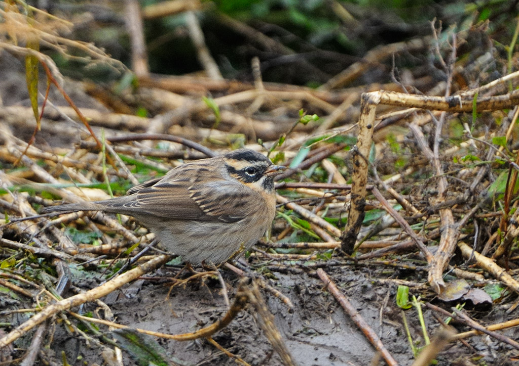 Svartstrupig jrnsparv - Black-throated Accentor