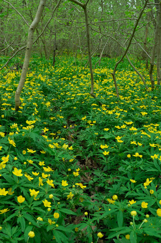 Gulsippor - Anemone ranunculoides