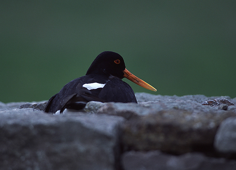 European Oystercatcher