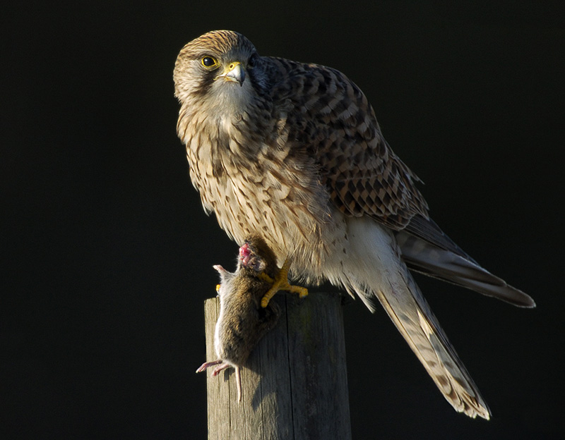 Kestrel, female with vole