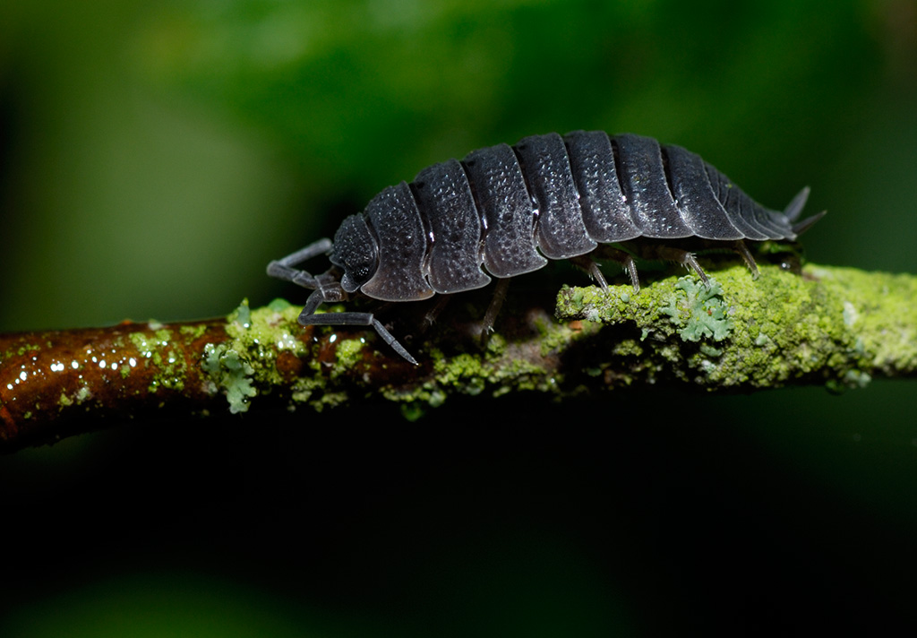 Porcellio scaber