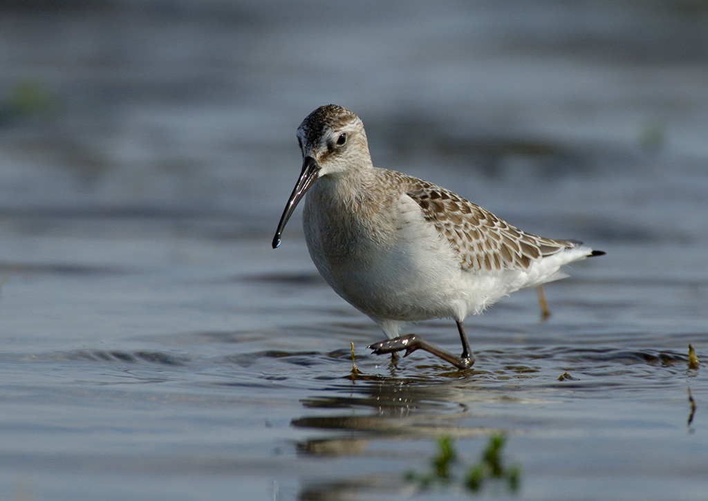 Curlew Sandpiper, juvenile