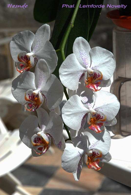 Phalaenopsis Lemforde Novelty