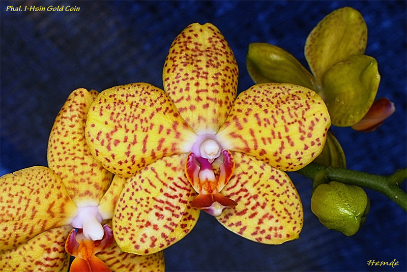 Phalaenopsis I-Hsin Gold Coin