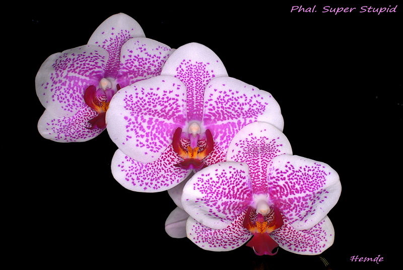 Phalaenopsis Super Stupid