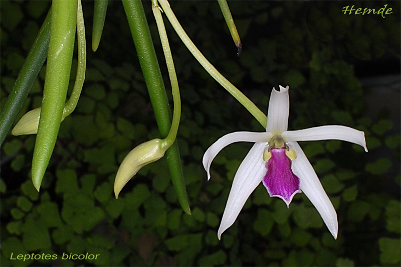 Leptotes bicolor