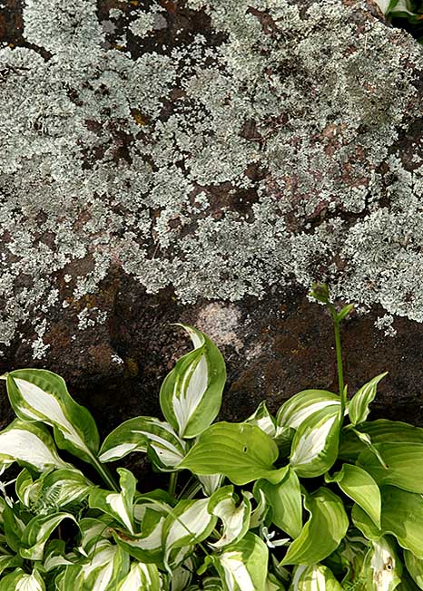 Hosta with Lichens.jpg
