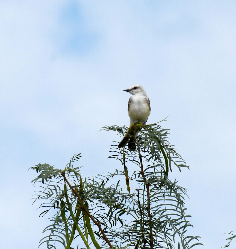 79cooks 010scissortailedflycatcher.jpg