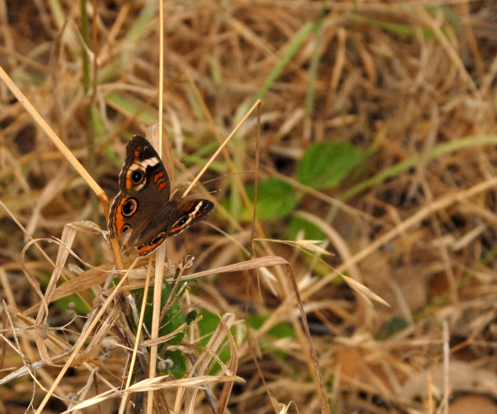 79cooks 128commonbuckeye.jpg