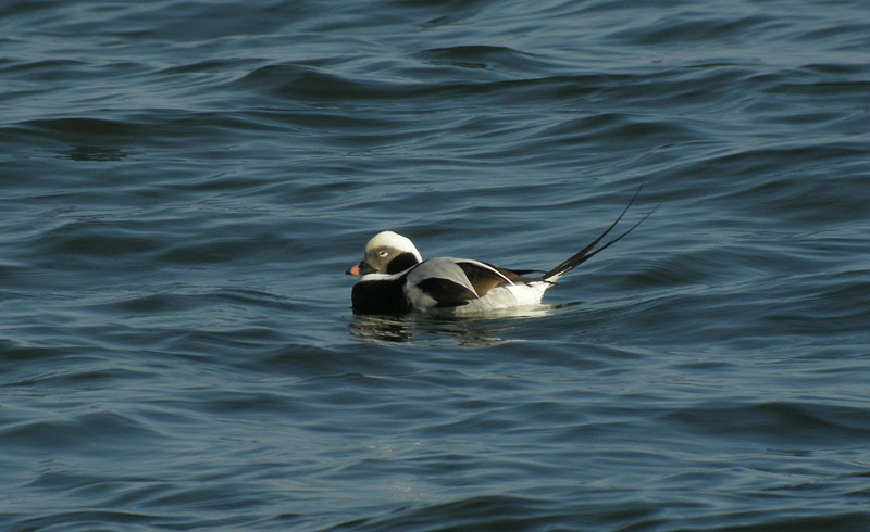 Long-tailed Duck / Alfgel (Clangula hyemalis)