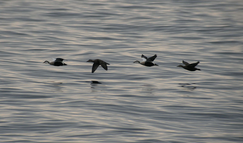 Eider / Ejder (Somateria mollissima)