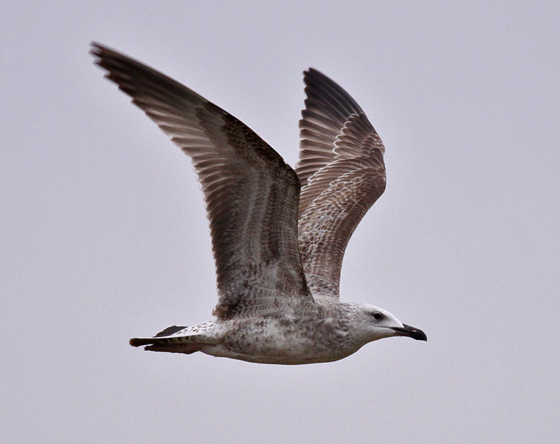 Caspian Gull / Kaspisk trut (Larus cachinnans)