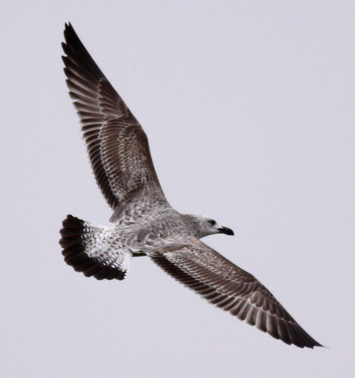 Caspian Gull / Kaspisk trut (Larus cachinnans)