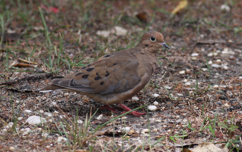 Mourning Dove / Spetsstjrtad duva (Zenaida macroura)