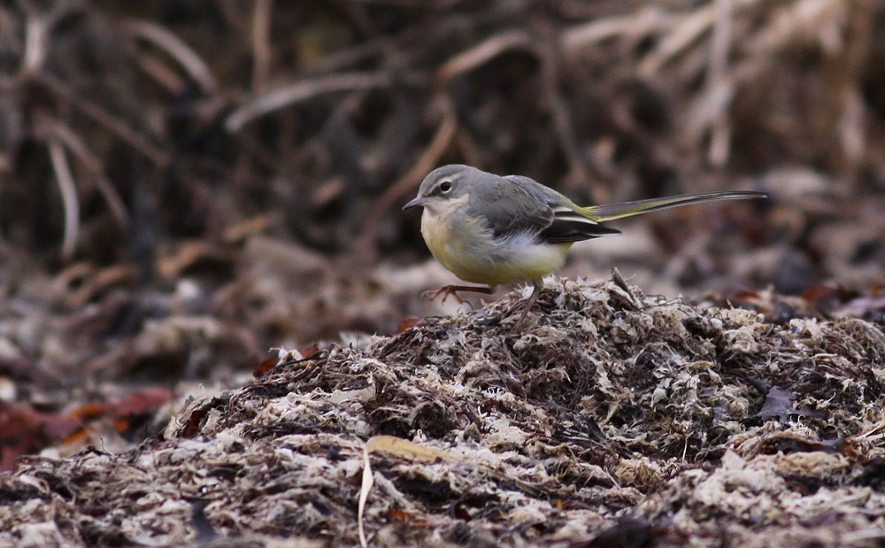 Grey Wagtail / Forsrla	(Motacilla cinerea)
