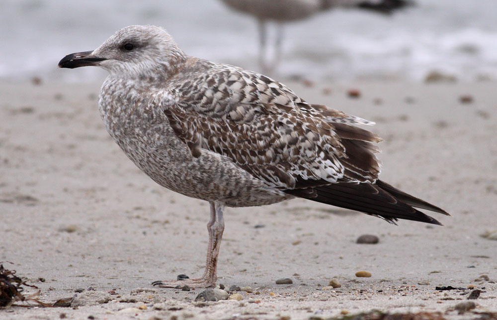 Herring Gull / Grtrut (Larus argentatus)