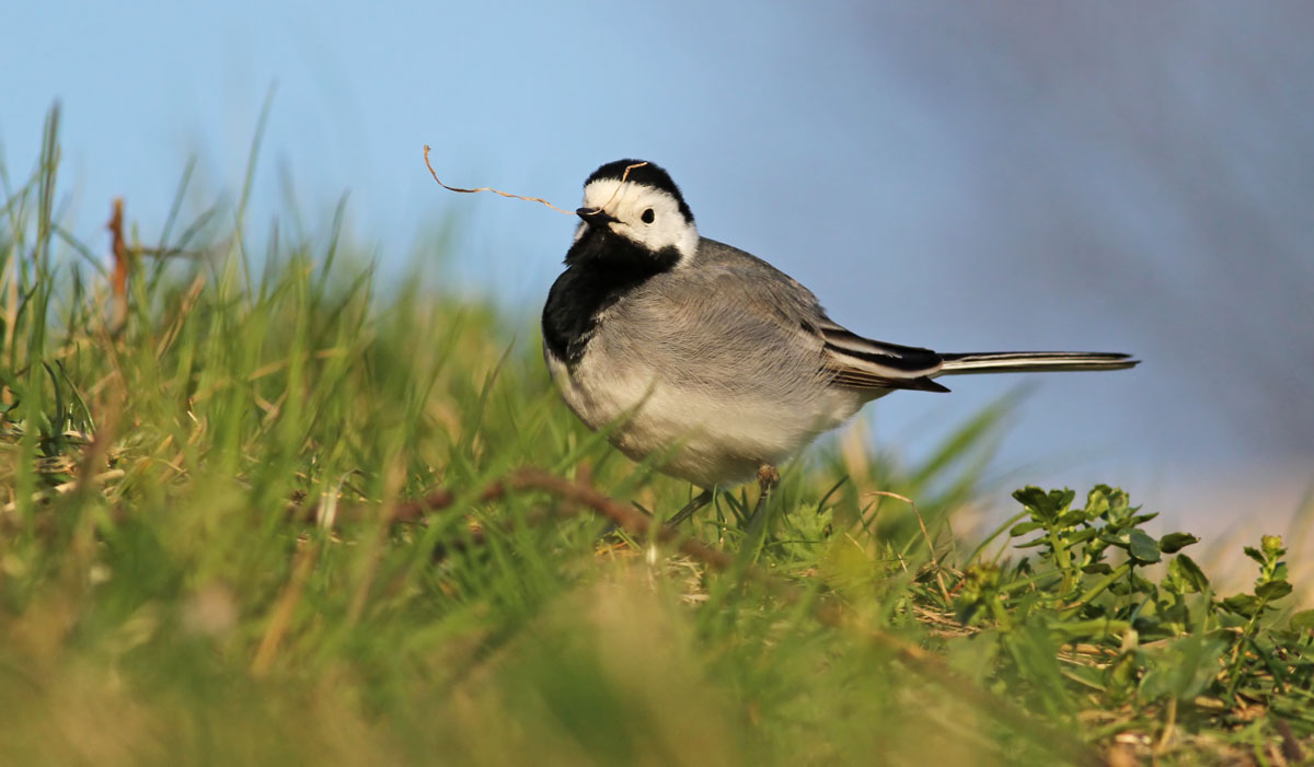 White Wagtail / Sdesrla (Motacilla alba)