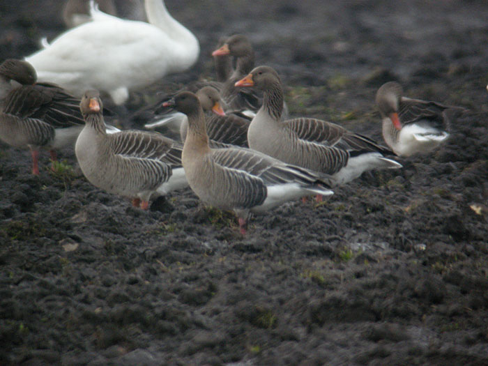 Pink-footed Goose / Spetsbergsgs (Anser brachyrhynchus)