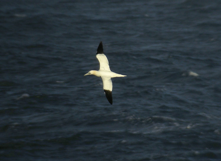 Gannet / Havssula (Morus bassanus)