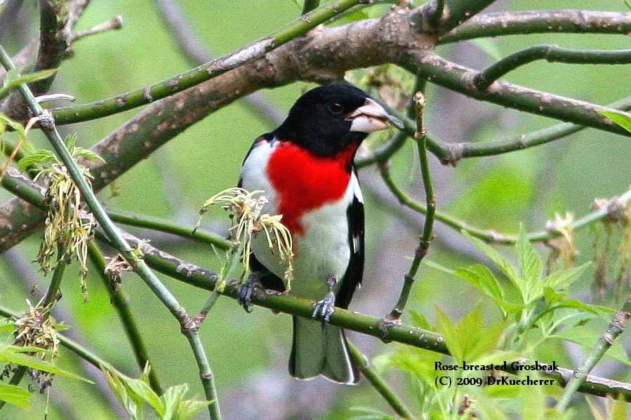 Rose-breasted Grosbeak