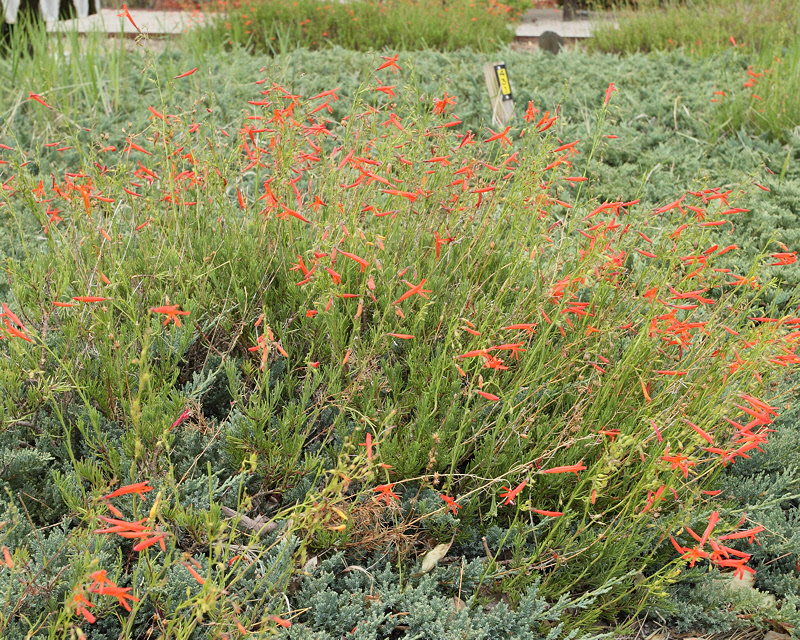 Pine-leaf Penstemon #706 (5752)